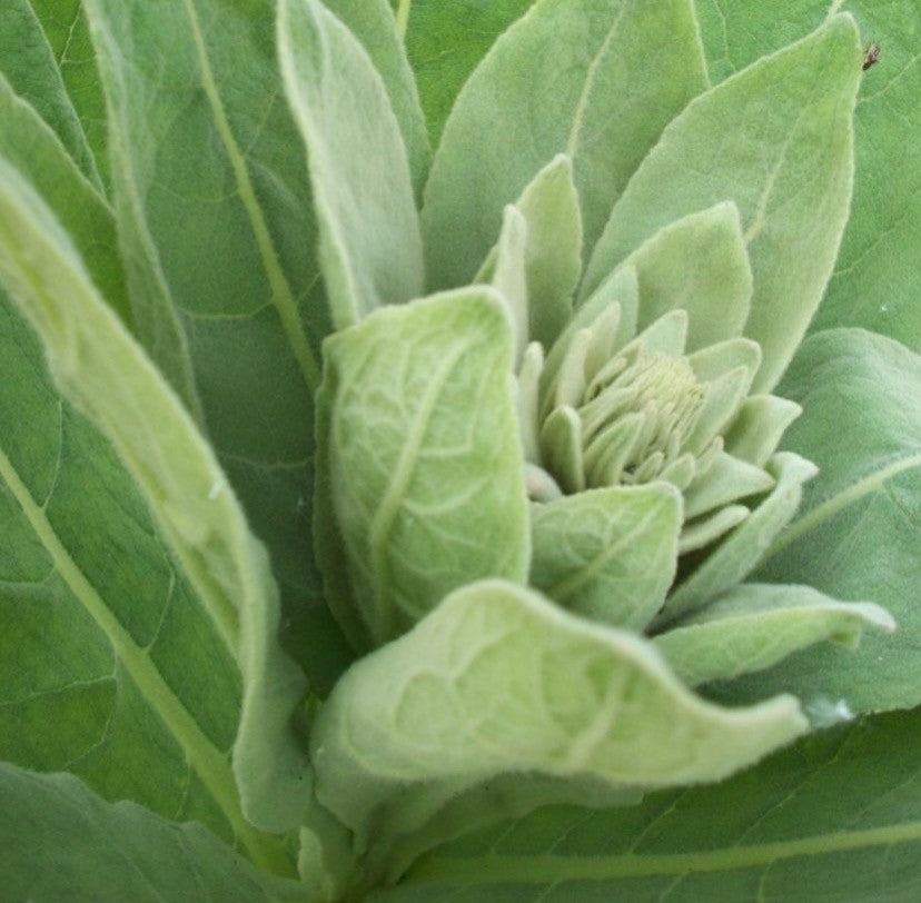Adirondack Mint & Mullein Tea to cleanse your lungs and boost your digestion
