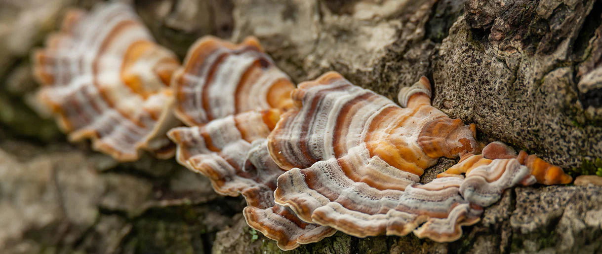 Improve your immunity, help prevent UTI's with wild Foraged Turkey Tail Mushroom Teaand a great source of energy!