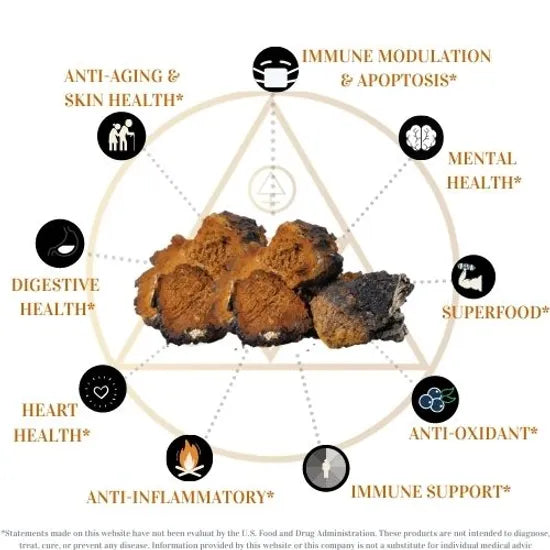 LOWER YOUR BLOOD SUGAR & IMMUNITY BOOSTING Adirondack Reishi mixed with the Warmth of Cinnamon