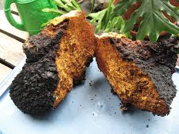 ADIRONDACK CHAGA: WHOLE BODY IMMUNITY,  mild tasting Adirondack Park, N.Y. American Chaga