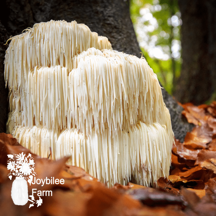LIONS MANE MUSHROOM: Help boost MEMORY & FOCUS, calm anxiety, paired with Cats Claw Tea for arthritis