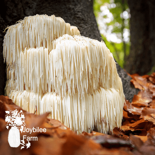 LIONS MANE MUSHROOM: Help boost MEMORY & FOCUS, calm anxiety, paired with Cats Claw Tea for arthritis