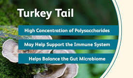 Turkey Tail: Improves gut health, boosts immunity, fights UTI's and a great source of energy!