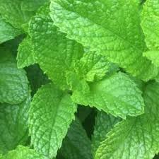 Spearmint Tea_ A simple plant that helps prevent unwanted facial hair to lowering blood pressure