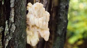 Regenerative Lion's Mane Mushroom tea with added wild foraged Marshmallow Root