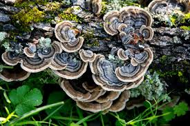 Turkey Tail: Improves gut health, boosts immunity, fights UTI's and a great source of energy!